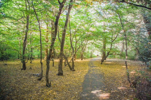 istock branch tree forest light isolated green lush sunshine summer 2173945409