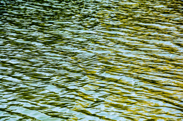 istock The water is green and has ripples 2173947891