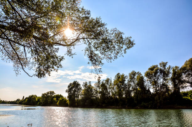 istock A tree with a branch that is casting a shadow on the water 2173947894