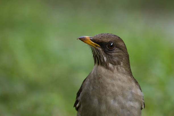 A bird is standing on the grass with its head up. The bird is brown and has a yellow beak