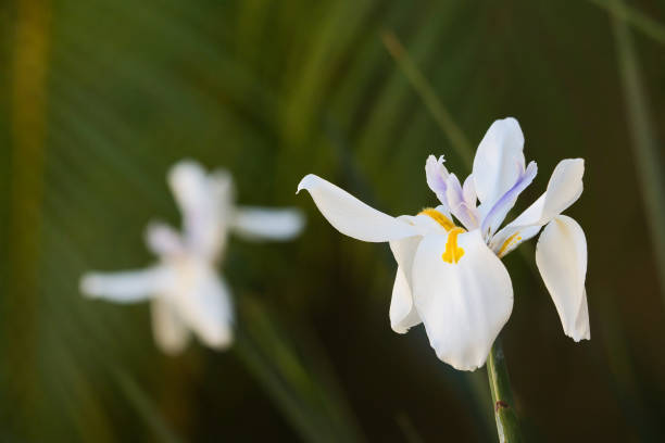 istock A white flower with yellow petals is in the foreground 2173949426