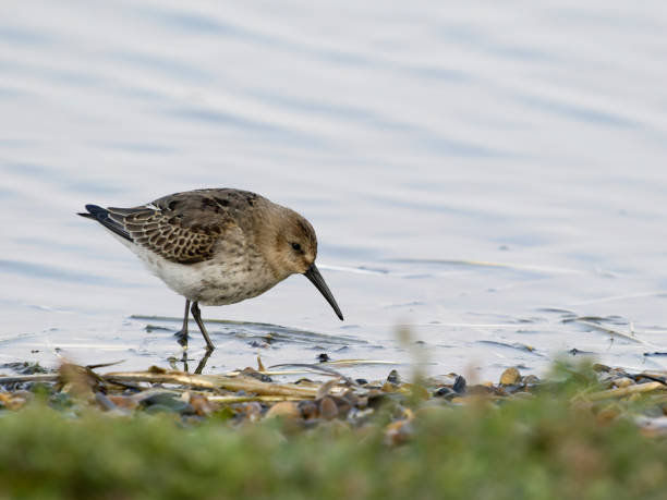 istock Dunlin, Calidris alpina 2173949830