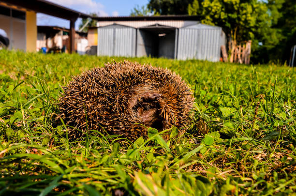 A hedgehog is laying in the grass. The hedgehog is brown and has a lot of spines