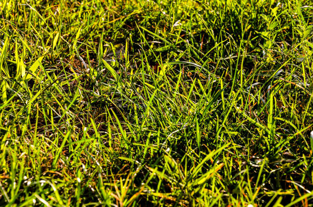 istock A field of grass is lush and green 2173950841