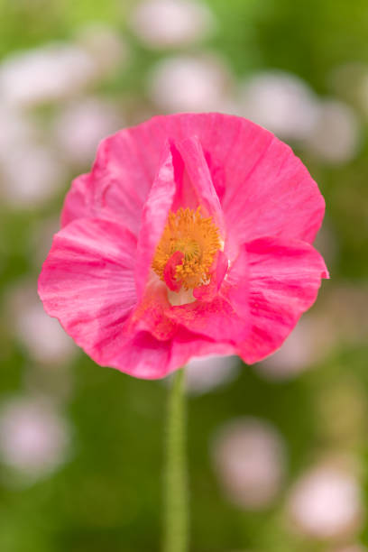 beautiful corn poppy in field