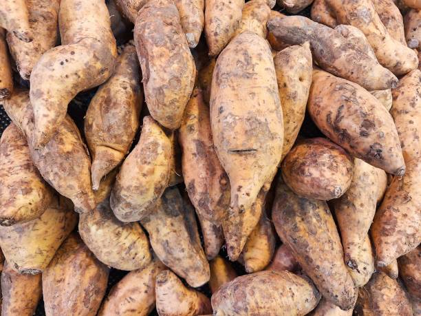 istock Sweet Potato Pile 2173954163