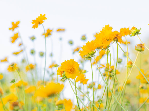 istock Yellow Flowers in Summer 2173954837