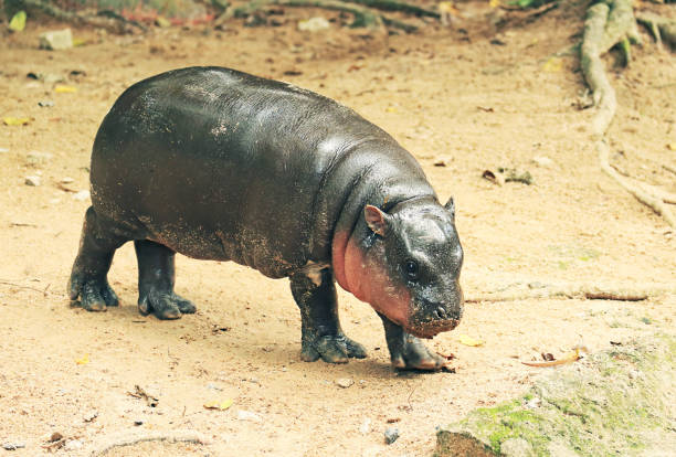 istock Adorable Baby Pygmy Hippo with Pinkish Cheek 2173955607