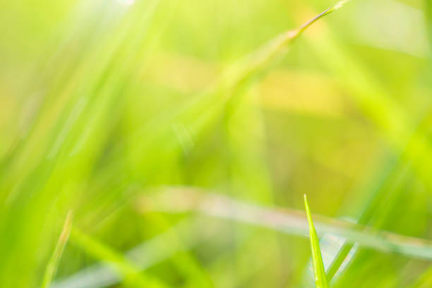 green grass leaf in garden with blur background