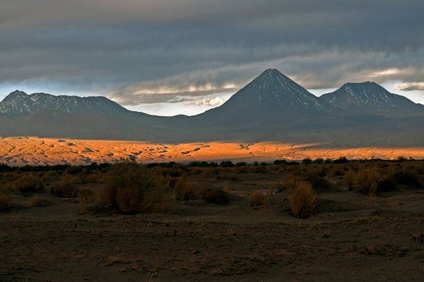 istock wildlife views in the desert 2173956829