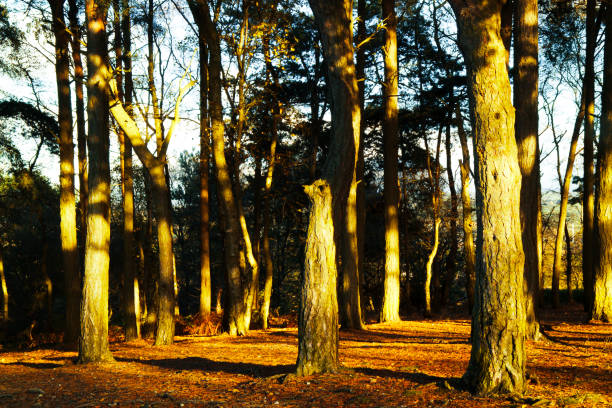 branch tree forest light isolated green lush sunshine autumn