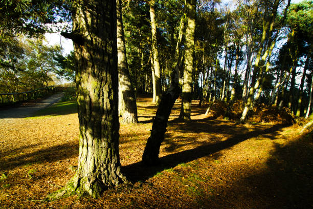 branch tree forest light isolated green lush sunshine autumn