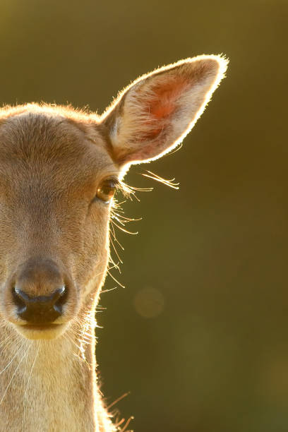 Fallow Deer Doe Half Portrait Backlit At Sunset