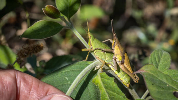 istock Corn-field Grasshopper mating, (Sphenariom purpurascens), Chapulin de Milpa 2173957485