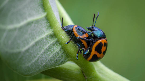 istock Milkweed leaf Beetles mating, (Labidomera clivicollis), Milkweed leaf beetle mating. 2173957877