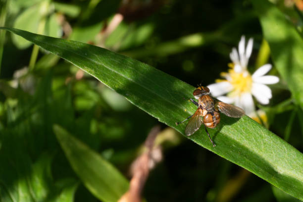 A Tachinid Fly sunbathes on a leaf in its natural environment in the Laurentian forest of Canada.