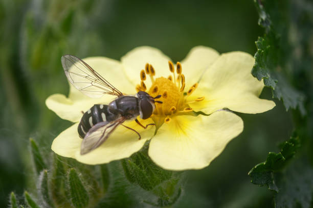A  Pied Hoverfly pollinates an ornamental flower in the spring.