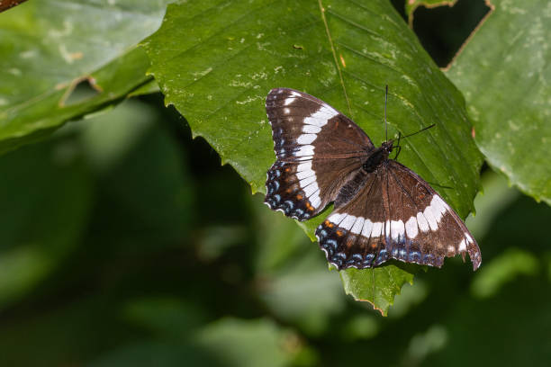 A white Amiral or Red-spotted purple sunbathes on a leaf in its natural environment in the Laurentian forest of Canada.
