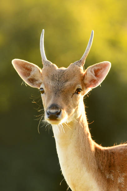 Young male fawn deer sitting on lawn