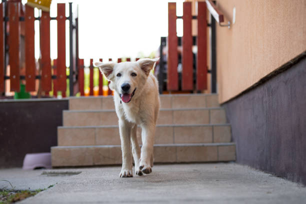 A cheerful white dog walking on a patio with tiled stairs in the background. The dog appears to be happily approaching, with its tongue out and ears perked, creating a joyful and friendly scene.