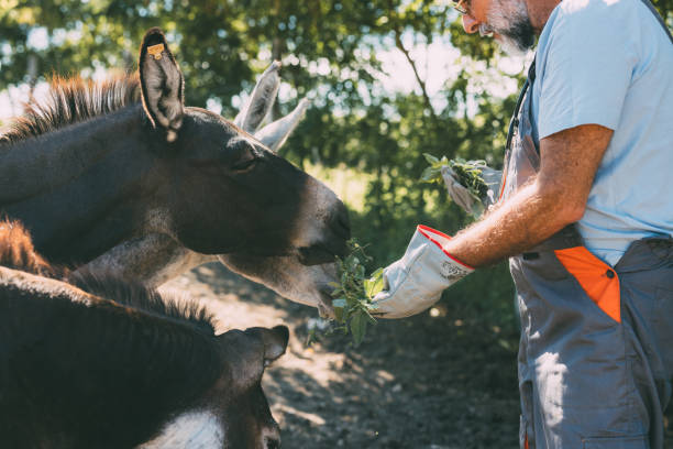 Young man holding a donkey on a farm
