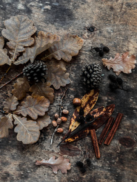 istock Natural materials for autumn decor on a wooden background. Creative creativity concept 2173960434