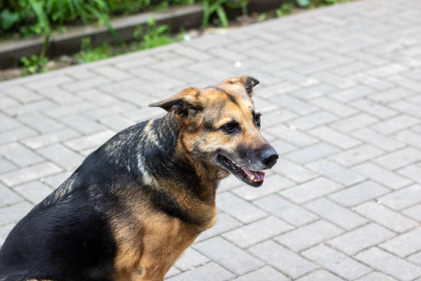 istock A dog sitting on a brick sidewalk with caninerelated keywords 2173961177