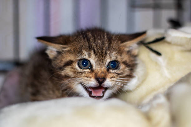 A detailed view of a kitten showing its open mouth, whiskers, and snout, typical of small to mediumsized cats such as domestic shorthaired cats in the Felidae family