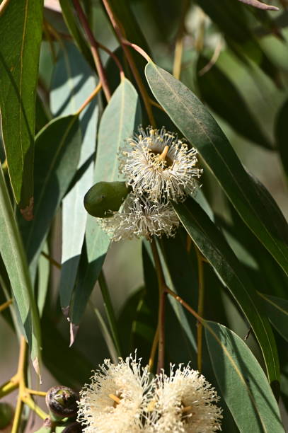 istock White flowering Eucalyptus Blossoming tree branch 2173961919