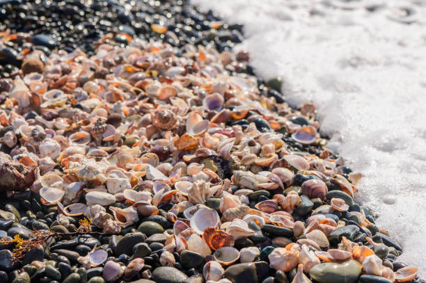 istock Sunset on a sandy beach with starfish and seashells illuminated by the golden sunlight. 2173962028