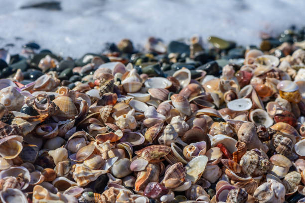 istock Shell and starfish on sandy seashore with crystal clear blue water in background, 2173962033