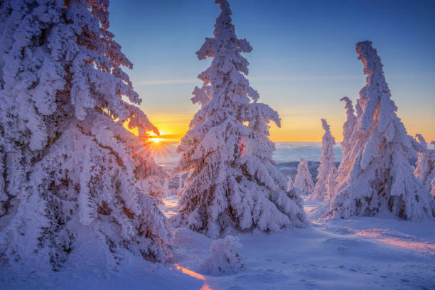 istock Snow-covered trees at sunset in winter landscape 2173962356
