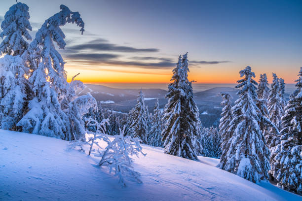 istock Snow-covered pine trees at sunrise in a winter landscape 2173962369