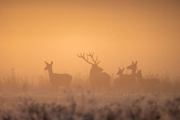 istock Deer in Misty Morning Field 2173962435