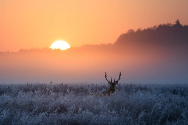 istock Deer in Frosty Field at Sunrise 2173962461