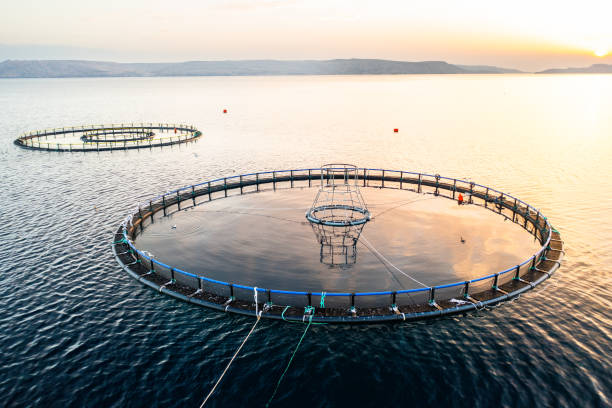 istock Fish farm structures floating on still water at sunset in a serene lake environment 2173962522