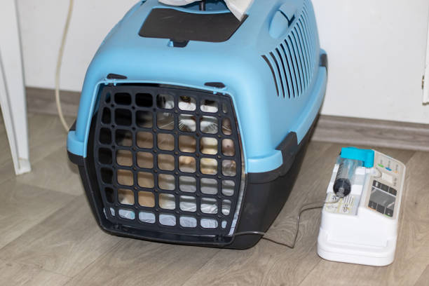 istock A carrier holding a cat, displaying blue and black colors 2173962796