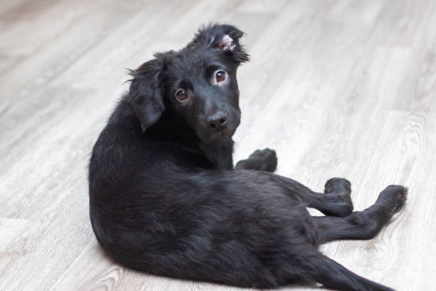 istock A black dog is resting on the floor and gazing at the camera 2173963243