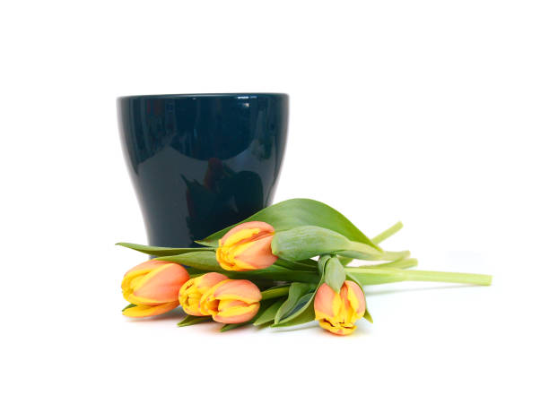 Colorful tulip flowers isolated on white