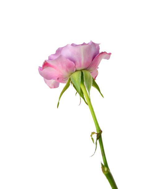 istock Bunch of rosy roses isolated on white 2173964285