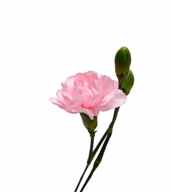 istock Collection carnation flowers on white background 2173964286