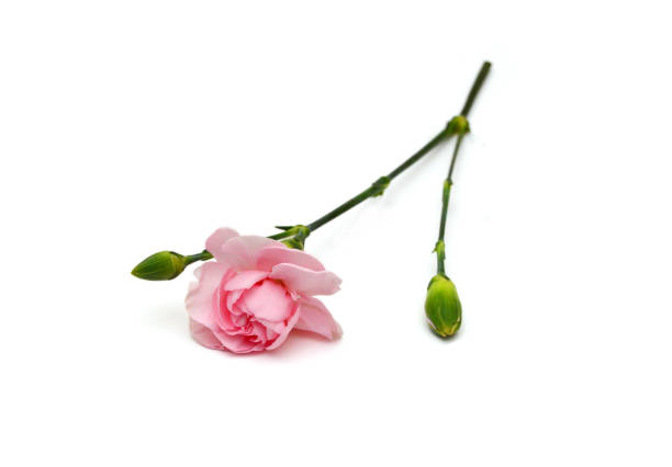 istock Collection carnation flowers on white background 2173964620