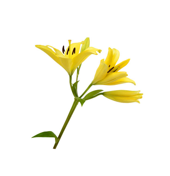Photo of an Lilies Flower blossom bloom and grow on a black background. Blooming flower of Lilium - Lily.  Lilies are a group of flowering plants which are important in culture and literature in much of the world. In some North American species the base of the bulb develops into rhizomes, on which numerous small bulbs are found. Some species develop stolons. Most bulbs are buried deep in the ground, but a few species form bulbs near the soil surface. Many species form stem-roots. With these, the bulb grows naturally at some depth in the soil, and each year the new stem puts out adventitious roots above the bulb as it emerges from the soil. These roots are in addition to the basal roots that develop at the base of the bulb.   4k timelapse of an Lilies Flower blossom bloom and grow and rotating on a red background. Blooming flower of Lilium - Lily. Lilies are a group of flowering plants which are important in culture and literature in much of the world. In some North American species the base of the bulb develops into rhizomes, on which numerous small bulbs are found. Some species develop stolons. Most bulbs are buried deep in the ground, but a few species form bulbs near the soil surface. Many species form stem-roots. With these, the bulb grows naturally at some depth in the soil, and each year the new stem puts out adventitious roots above the bulb as it emerges from the soil. These roots are in addition to the basal roots that develop at the base of the bulb.