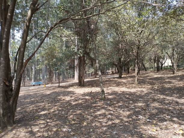 istock Early spring in park at noon 2173966586