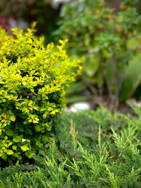 istock Nature's Freshness: Green Bushes in Focus 2173966620