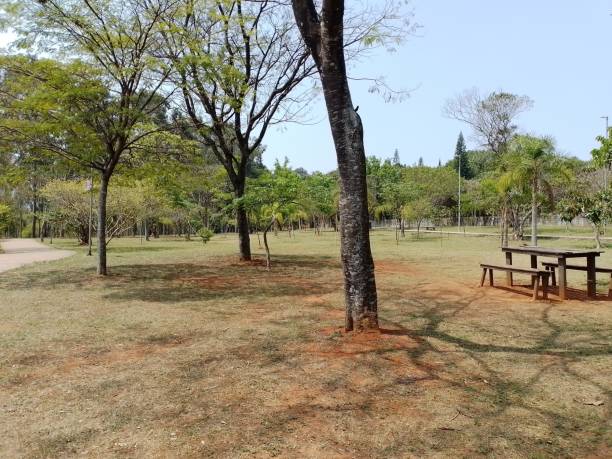 istock Early spring in park at noon 2173966988