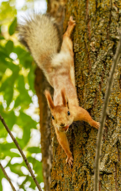 istock A vertical photo of a squirrel descending a tree trunk 
with an acorn. 2173967741