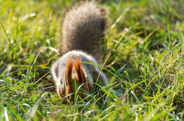 A red squirrel buries a nut, its head half hidden in the green grass. Front view.