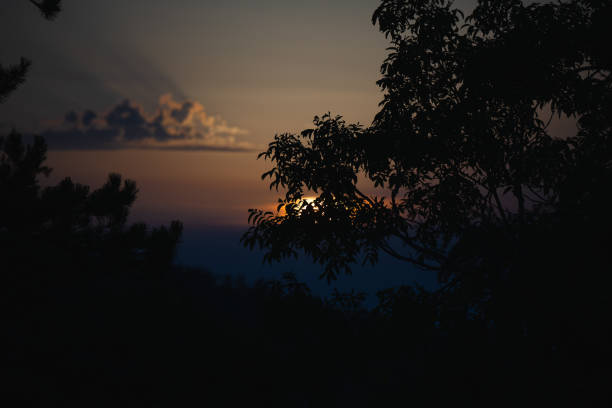 Atmospheric sunset behind trees in silhouette.