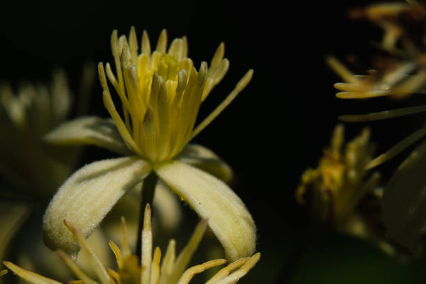Close-up of a common clematis flower.